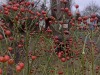RB_20200203_162437