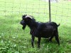 RB-12mai202-Barneville-6
