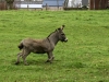 rando_0084