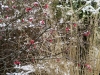 rando_0156