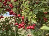 IMG-9684