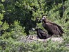 vautour_3805