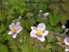 RB-anemone-du-japon