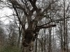 PAT_145710