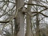 arbre_2263