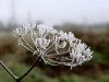 fleur_2245