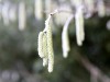 noisette_2250