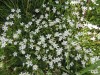 I-2023-05-02-CERISY-BELLE-ETOILE-C