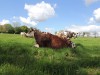 J-2023-05-02-CERISY-BELLE-ETOILE-D
