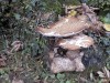 DP_4073