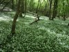 DP_4752