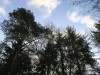DP_4407