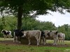 2VB_5620