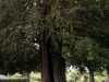DP_4897