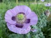 DP_4905
