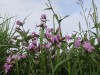 DP_4775