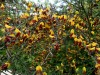 DP_4797