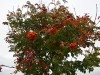 2VB_7528