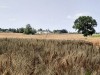 PP_115814