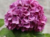 DP_4247