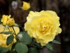 DP_4387