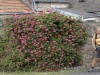 DP_4440