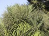 DP_4452