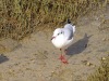 DP_4482