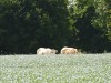 RB-Hauville-les-vaches-aiment-le-lin-2