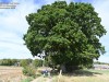 2VB_4461