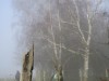 DP_4391