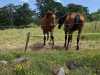 IMG-20260618-WA0007