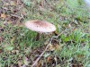MC_3646