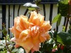 DP-P1000209