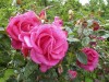 DP_6606