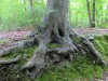 DP_6534