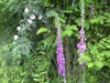 DP_6540
