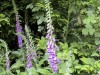 DP_6544