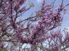 DP-P1000151
