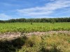 RB-1000038216