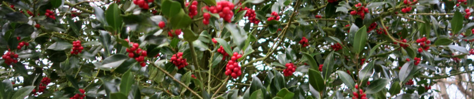 Randonnées Bourgeronnes